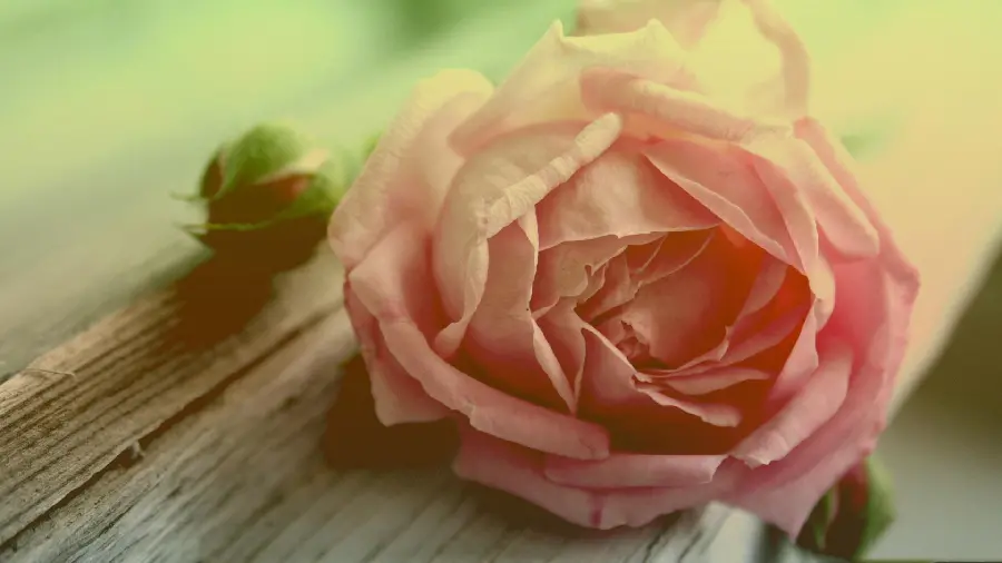 Sparkling peach-colored rose background for desktop