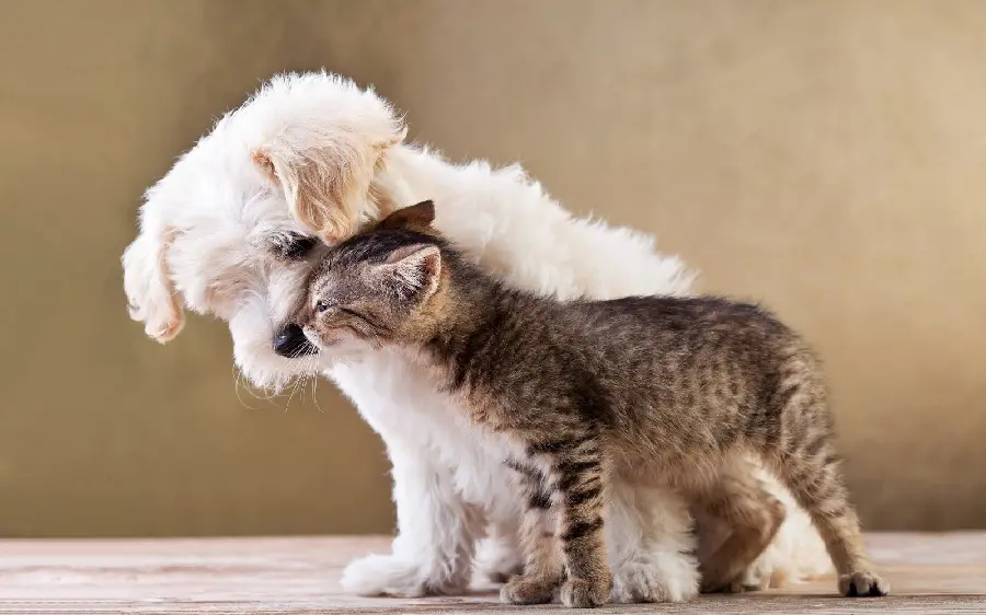 A beautiful cute background of a small and innocent dog and cat friendship for Windows 12