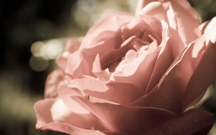 A stylish and unique picture of a beautiful rose for an Instagram post 