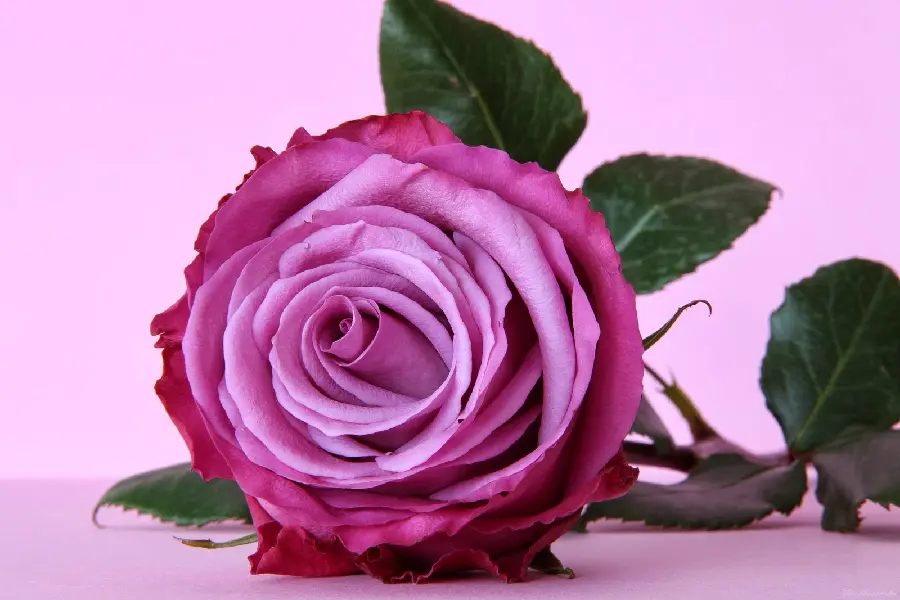 Strange background image of twisted ribbon petals from a purple rose branch with leaves