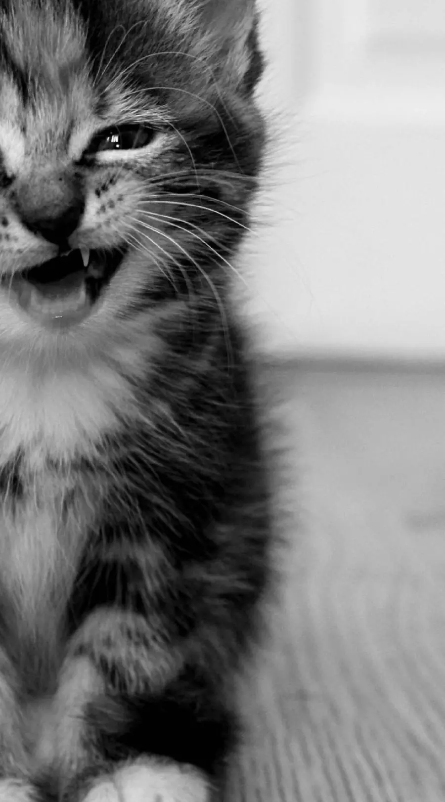 The saddest black and white poster of a sad and crying cat
