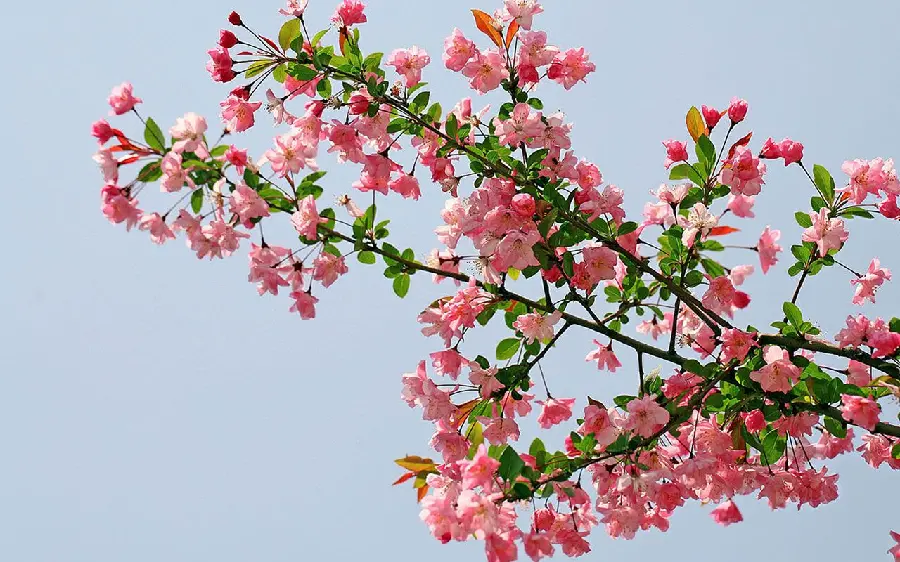 Download a stock photo of a right view of a begonia flower branch