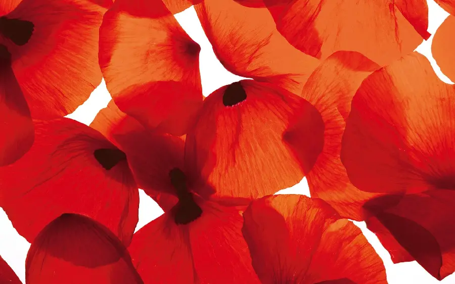 Beautiful photo of orange petals of wild anemone in HD quality for profile