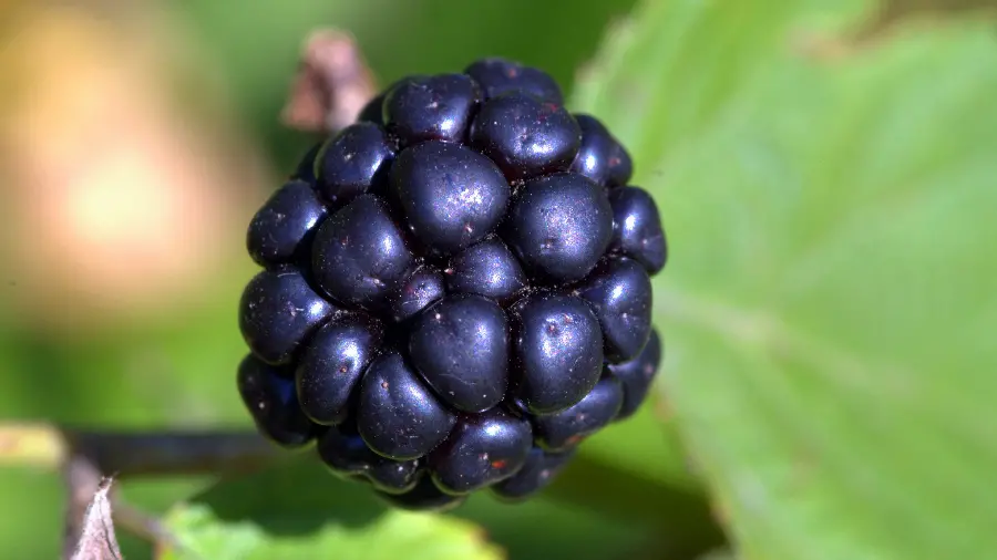 Black raspberry photo for those looking for a creative idea
