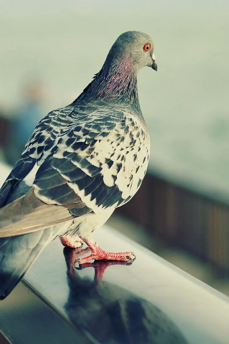 A poster of the most expensive dove sitting on the edge of the porch
