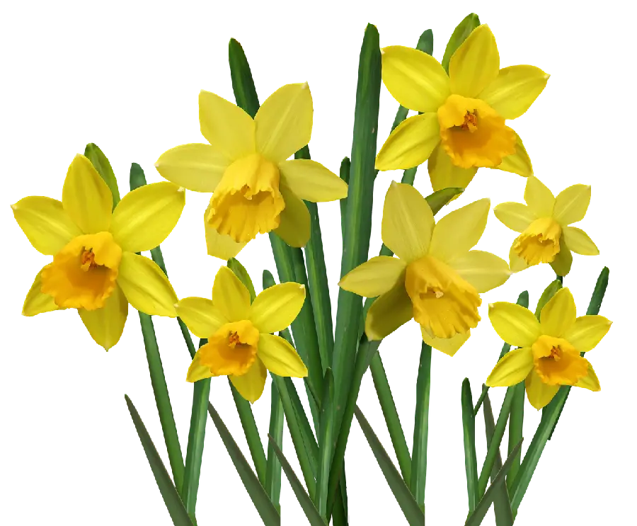 High quality and sad background of upside down daffodils with green leaves