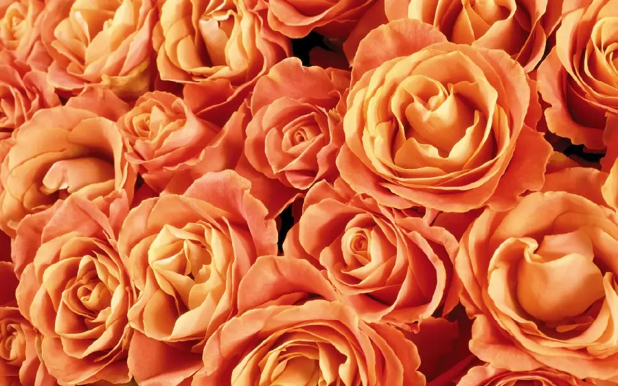 Masterpiece Background with Peach Rose Design for Windows 11