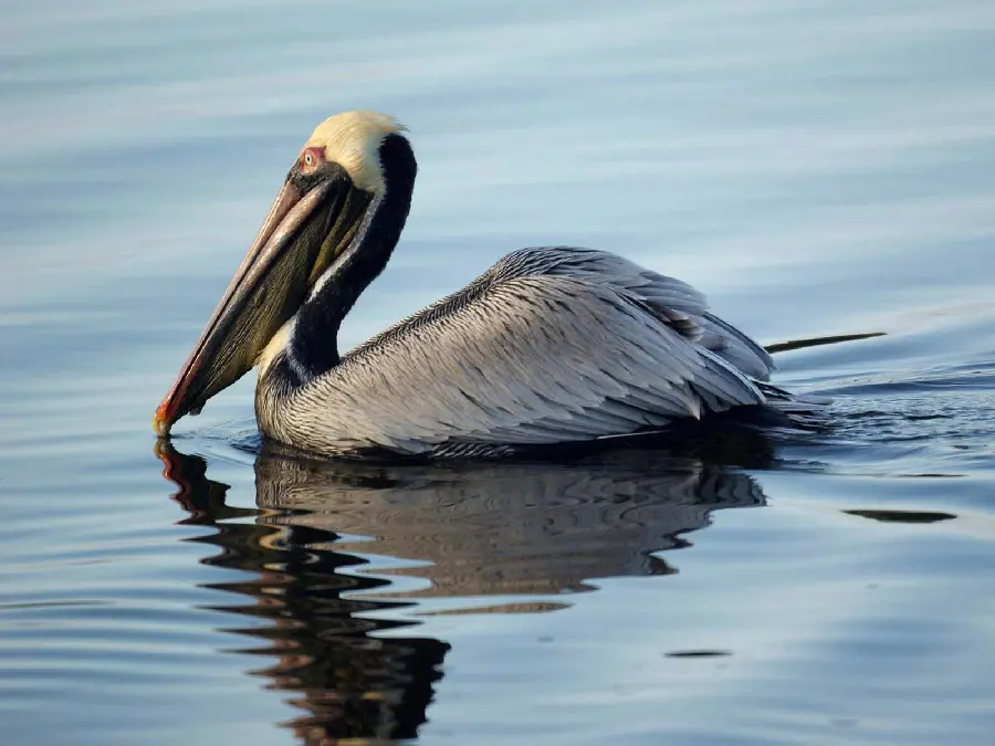 A unique background of a pelican with a long beak swimming in the water