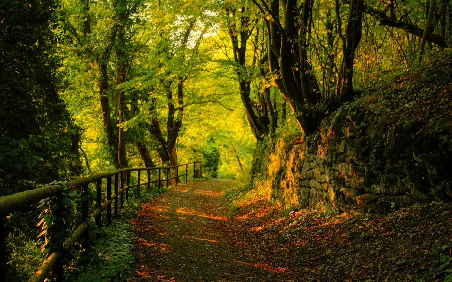 The Stock Photo Above Beautiful road in the heart of the autumn forest 