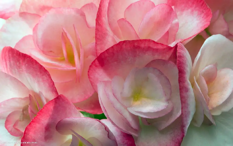 Stock image of several begonia flowers in three shades of pink