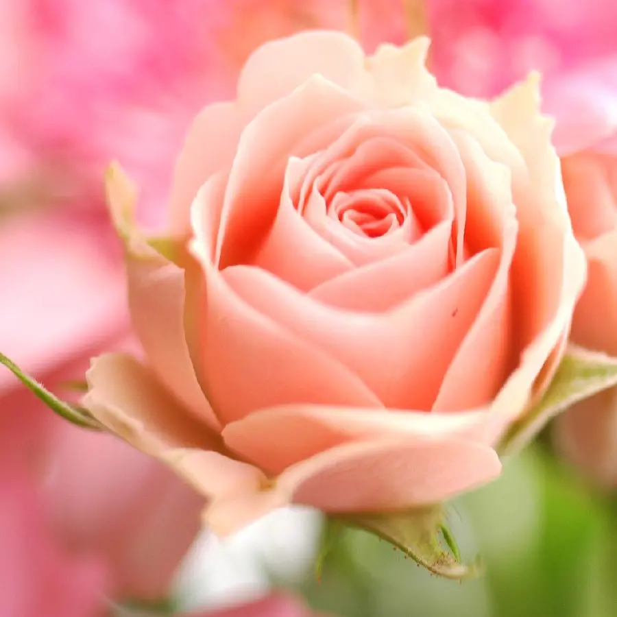 Dreamy peach rose wallpaper for Desktop 