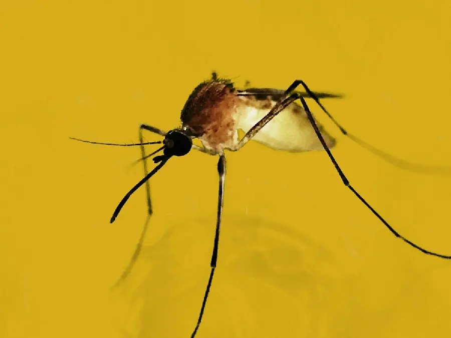 Download Stock Photo of a Mosquito with Long Arms and Legs