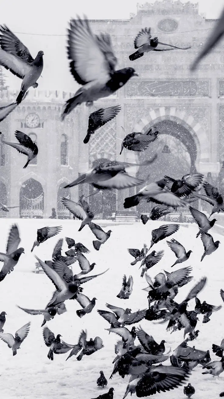 Black and white poster of many pigeons flying in the snowy air of Imamzadeh