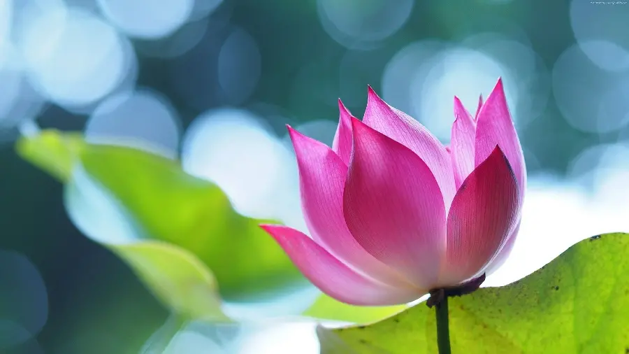 Enchanting lotus poster against the rays of the sun
