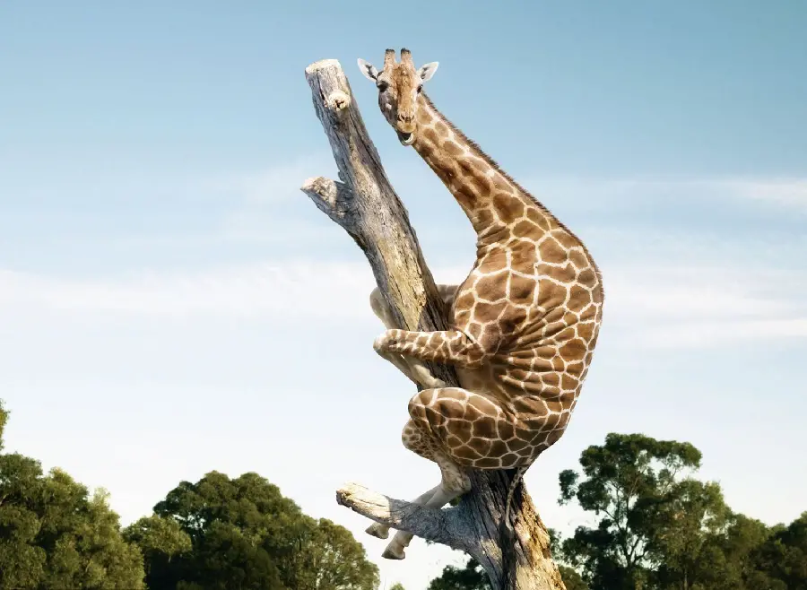 Fantasy Stock Image of a Mischievous Giraffe, Bella on the Top of a Tree, Suitable for Mobile