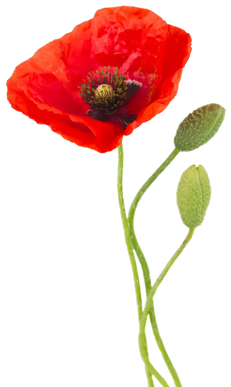 A single wild red poppy flower photo with png quality
