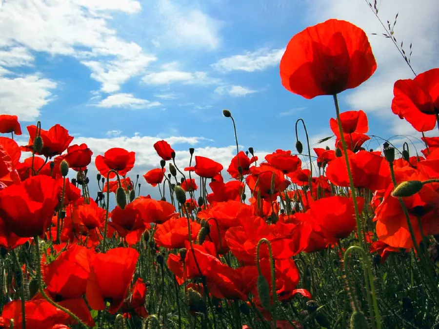 Magical profile picture of many wild red poppies in HD quality