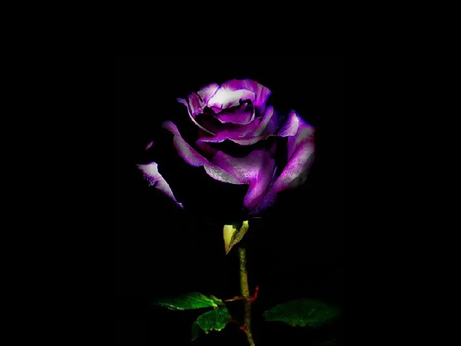 Background photo of a wilted purple rose branch on a dark black background