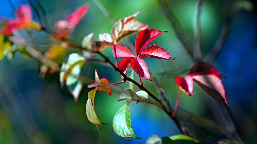 Download high-quality HD background for the Windows background of a branch with leaves Autumn for the special ones
