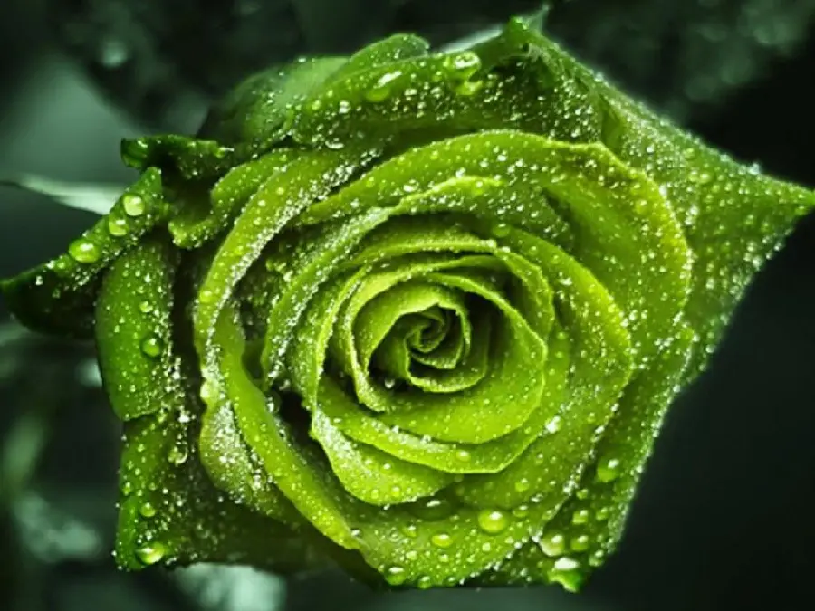 Attractive vector of a bright olive green rose covered with water droplets in high quality for laptops