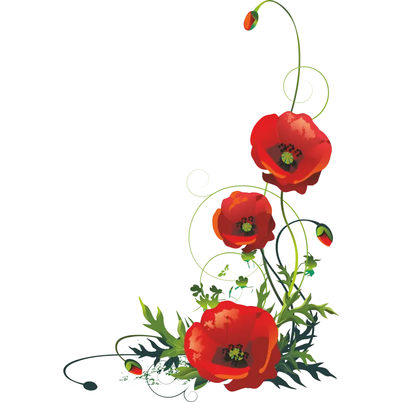 Download Cute Picture of 3 Wild Red Poppies png