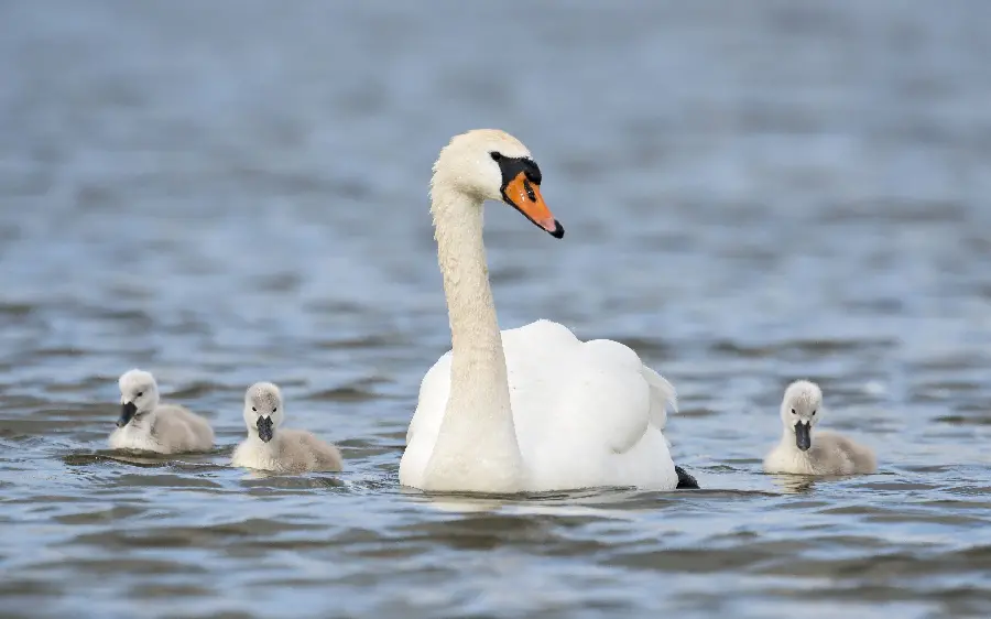 Beautiful background of a mother swan and her children for a tablet in high quality 