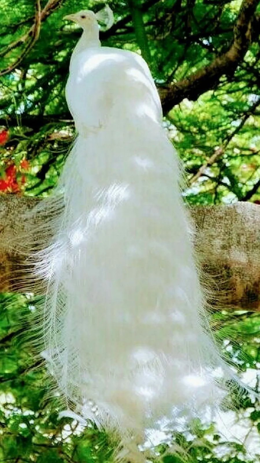 Amazing poster of a white peacock with feathers closed on a forest tree trunk