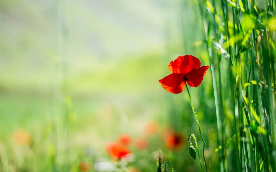 Download vector of wild red poppies in nature