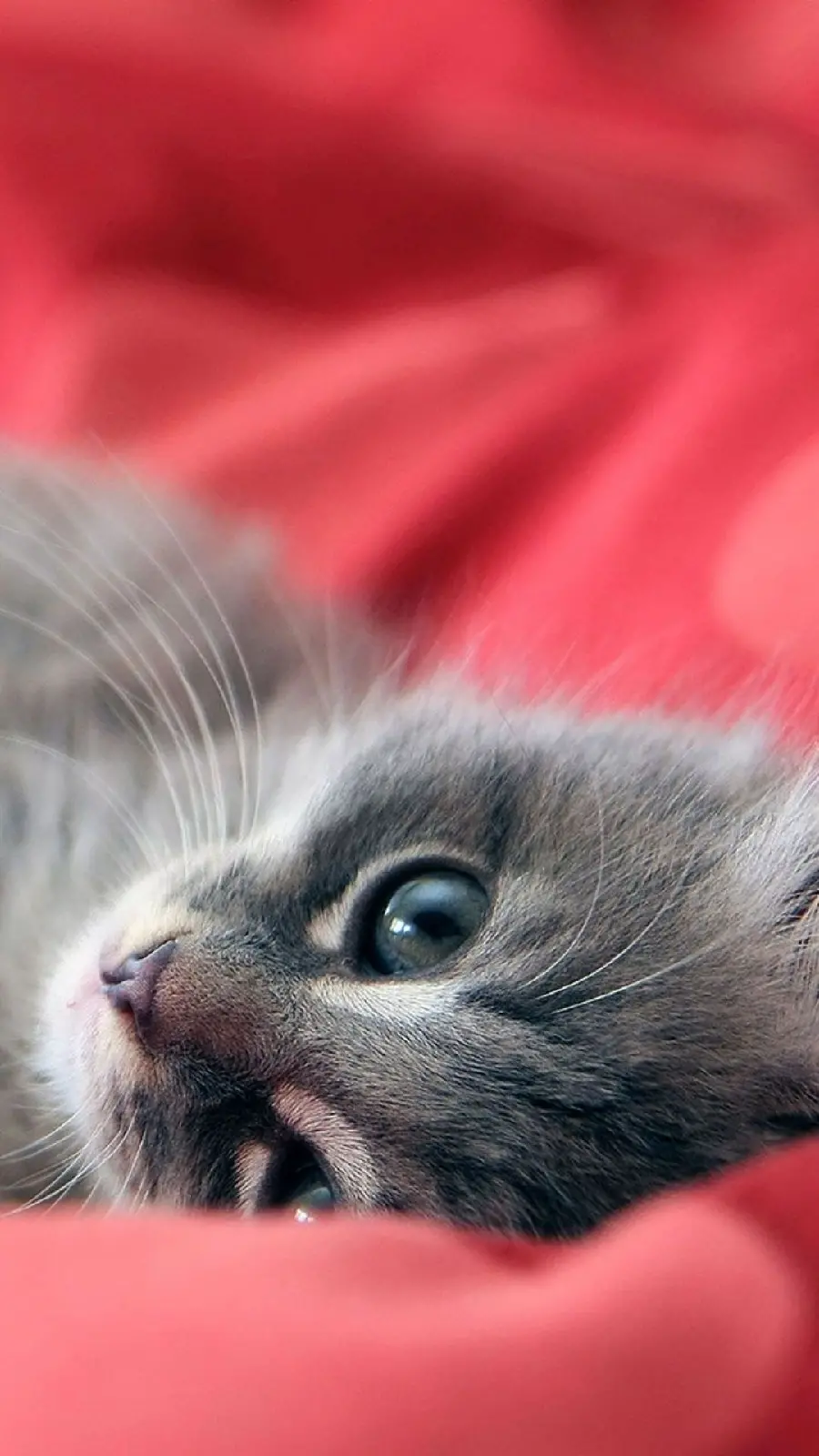 A poster of a mellow and calm cat lying on a pink blanket