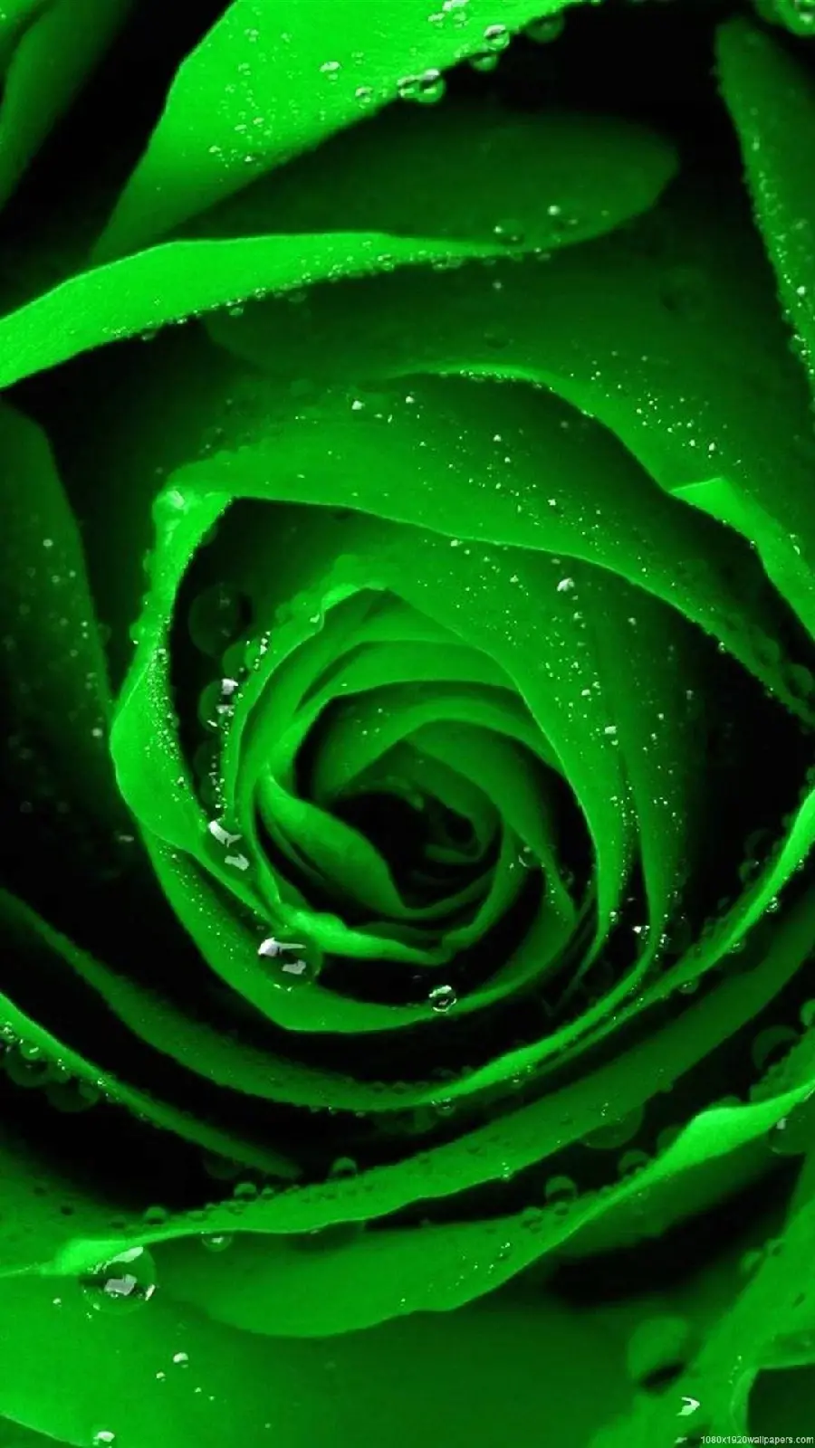 Memorable poster of a green rose with sparkling dew drops in HD quality
