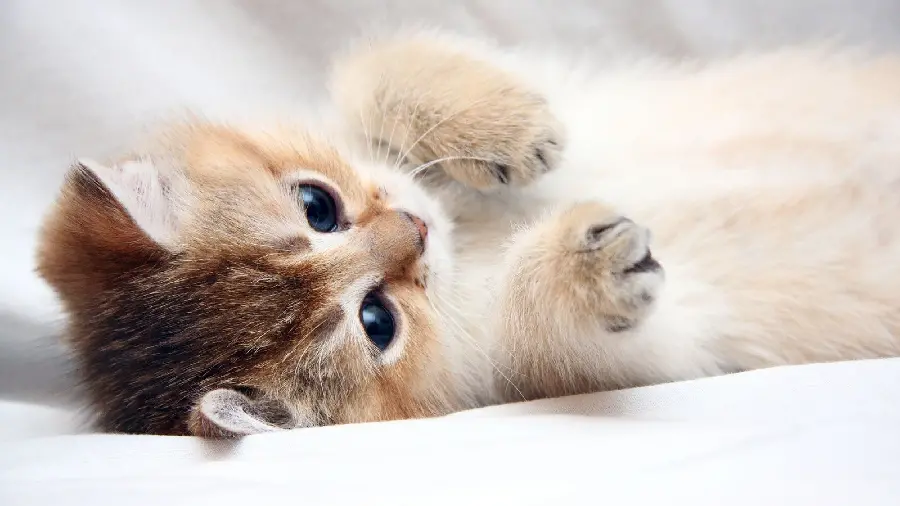 Download beautiful and lovely kitten photo for Instagram
