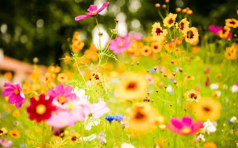 New colorful flower field image for Telegram and WhatsApp profiles 