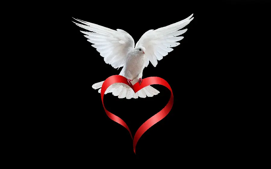Romantic background photo, white dove with open wings, with red heart