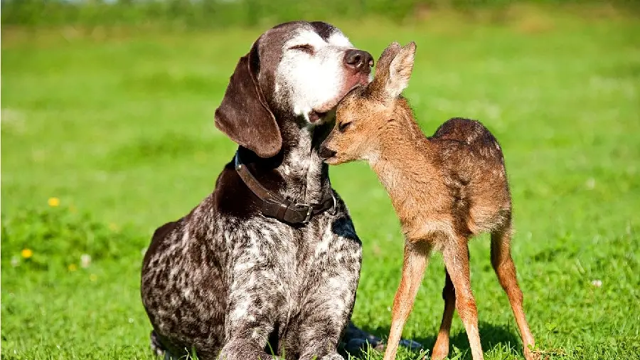 The most interesting friendship photo with a dog and deer design in special 8K quality