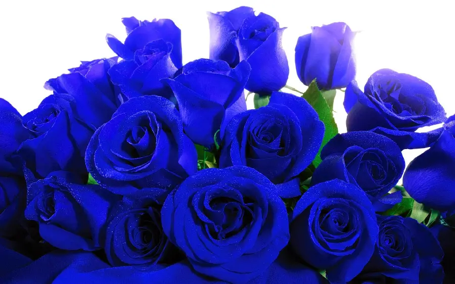 Free download of blue rose photos with white background for Instagram post