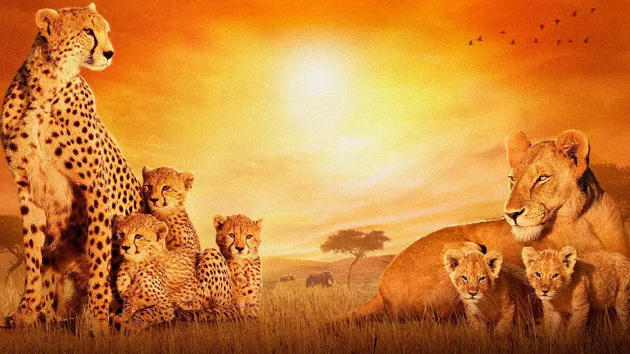 Awesome graphic image of a lion and a leopard at sunset