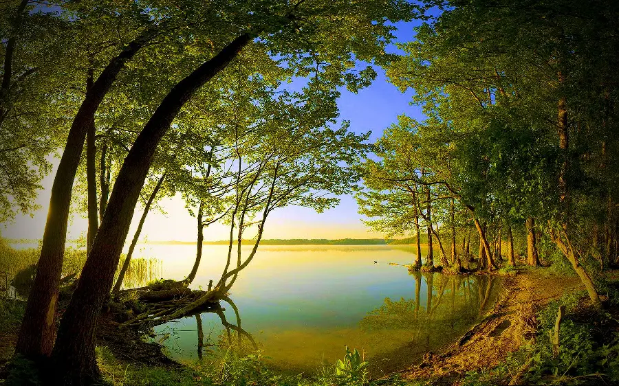 New and beautiful nature wallpaper with trees around the lake in 8k quality