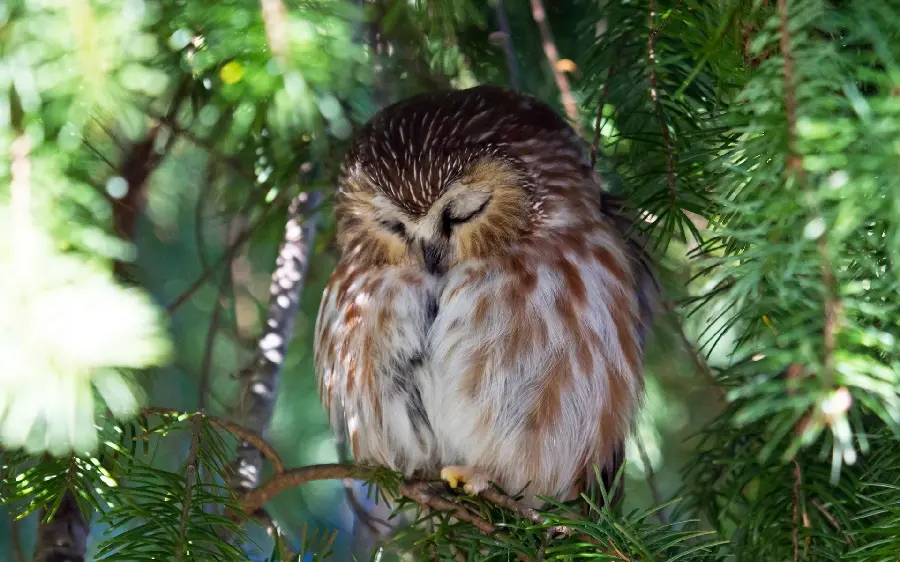 Download a lovely background of an owl on a tree in 4K quality