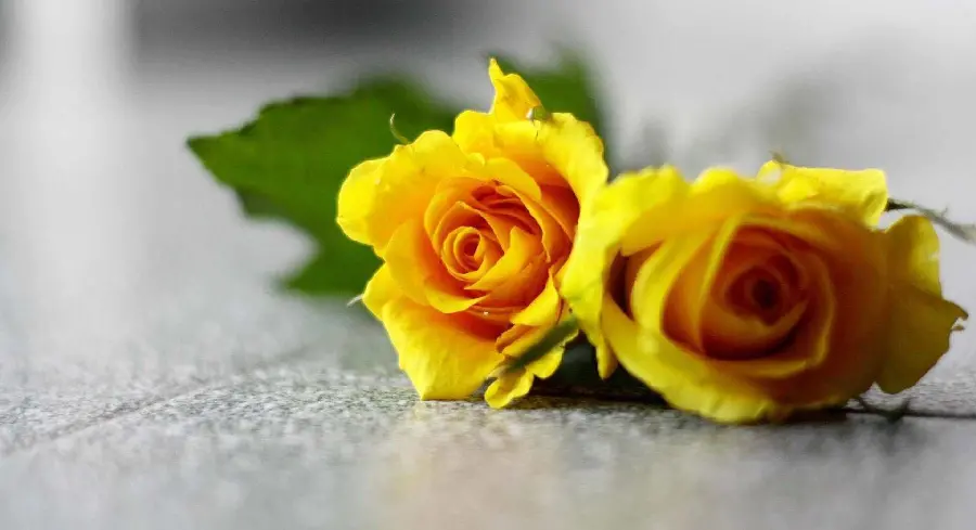 Romantic yellow rose stock photo for 8k quality profile 