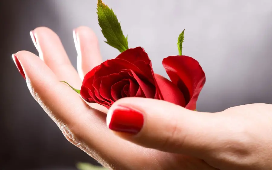 Amazing background photo of a red rose in a hand with red nail polish
