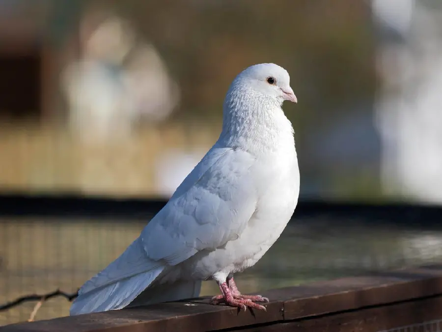 HD quality wallpaper of white dove on the edge of the water