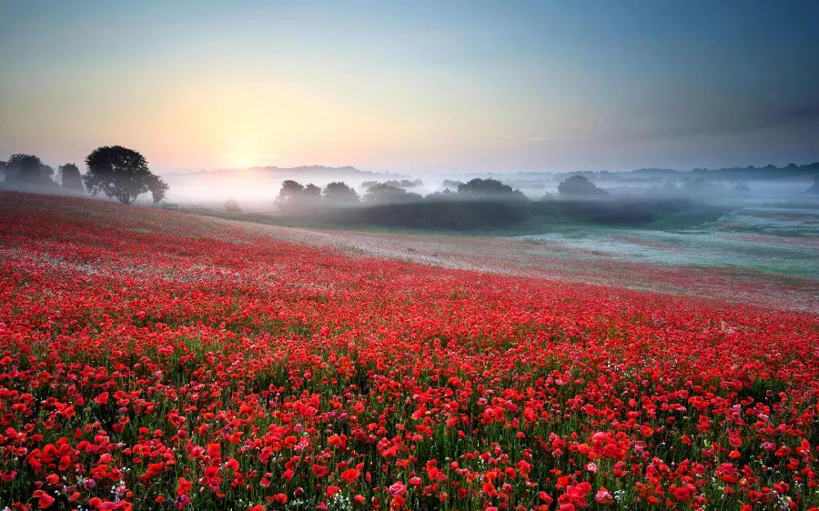 Anime image taken of a field of incredibly small red wild poppies