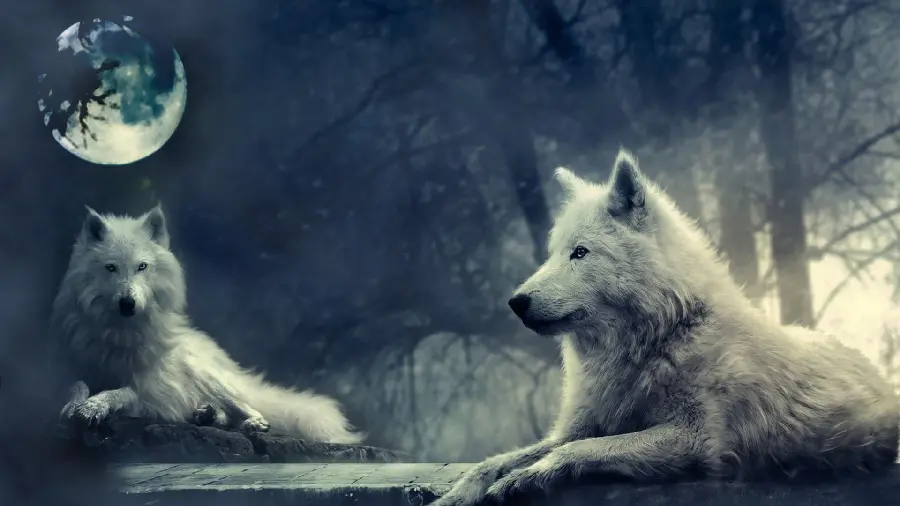 Special View of Two Beautiful Wolves in the Presence of the Moon in the Sky