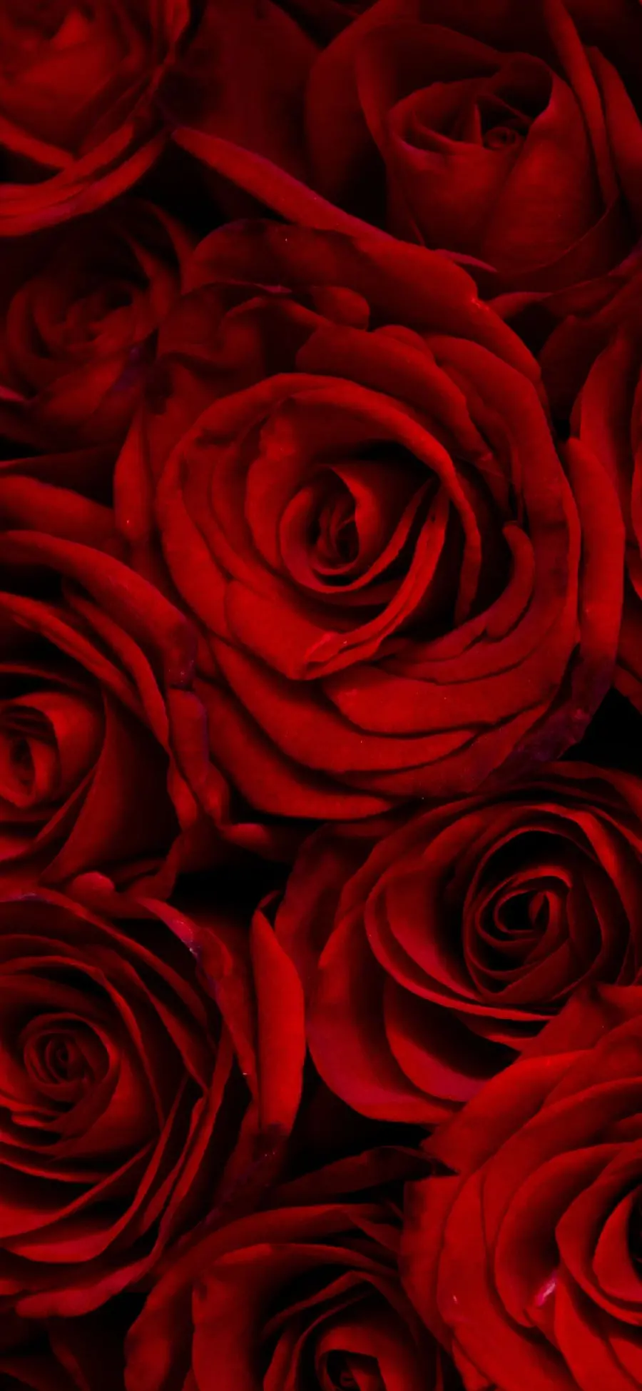 Download red rose photo for mobile wallpaper
