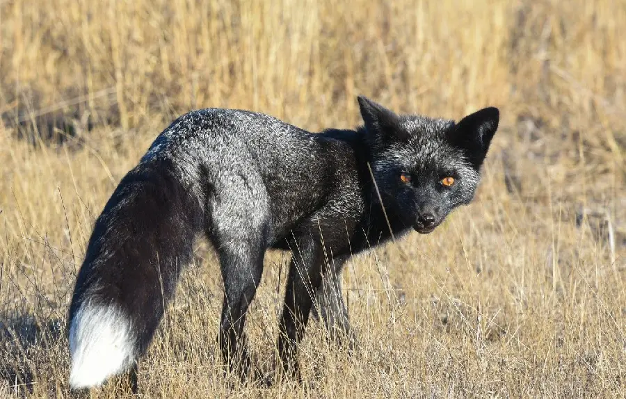 Pure HD Background Image of a Silver Fox Watching in a Dry Grassland