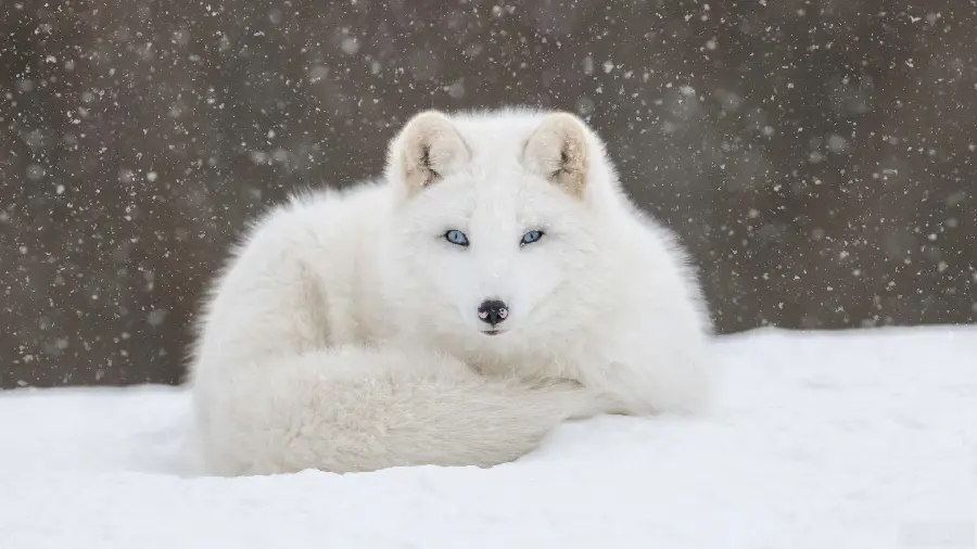 White arctic fox with beautiful eyes suitable for laptop and phone backgrounds