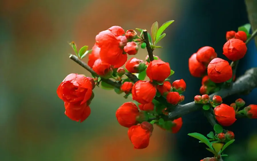 The latest background photo of the moment the red begonia flower blooms