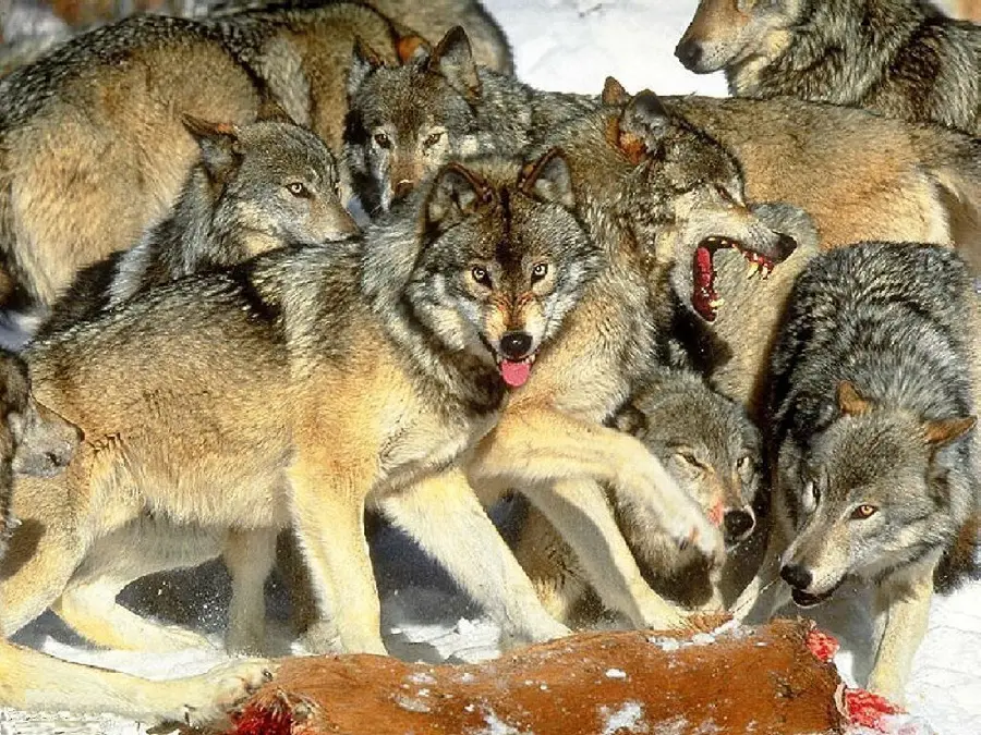 Scary photo of a pack of wolves hunting in 4K quality