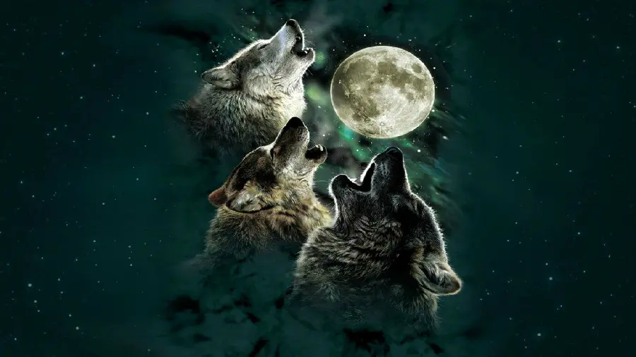 Special graphic image of the moon and the wolf with a very beautiful mysterious theme 