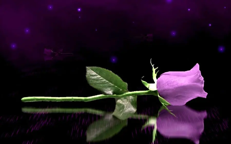 A mirror background of a beautiful purple rose branch with excellent quality suitable for Windows